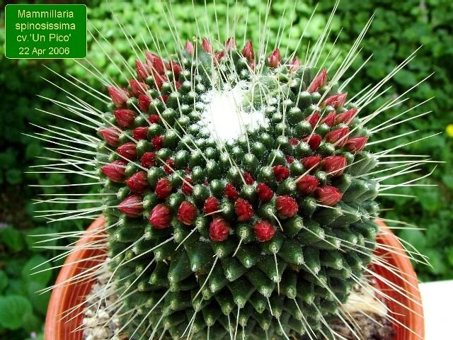 Mammillaria _spinosissima _cv.'Un Pico'_ 08
